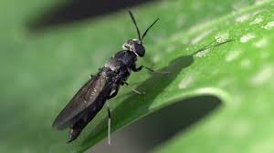 Attēlu rezultāti vaicājumam “Javesella pellucida male”