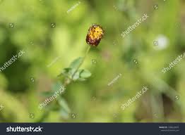 Attēlu rezultāti vaicājumam “Trifolium spadiceum flower”