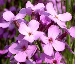 Image result for Hesperis matronalis