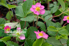 Attēlu rezultāti vaicājumam “Fragaria x ananassa flower”