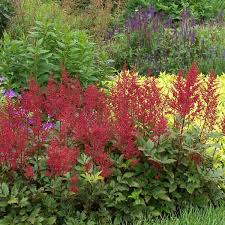 Image result for Astilbe