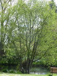 Attēlu rezultāti vaicājumam “Salix daphnoides subsp. acutifolia bud”