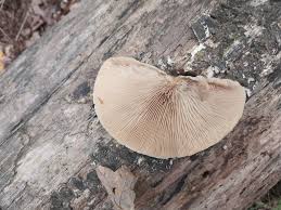 Attēlu rezultāti vaicājumam “Crepidotus applanatus”