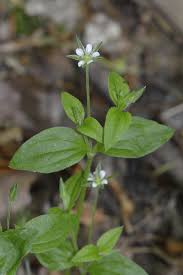 Attēlu rezultāti vaicājumam “Moehringia trinervia bud”