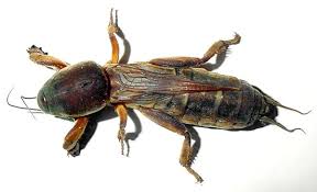 Attēlu rezultāti vaicājumam “Gryllotalpa gryllotalpa”