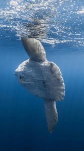 Image result for Mola mola