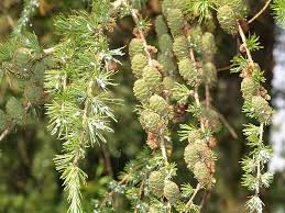 Attēlu rezultāti vaicājumam “Adelges laricis”