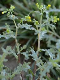 Attēlu rezultāti vaicājumam “Senecio vulgaris”