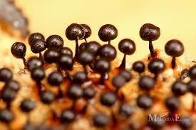 Attēlu rezultāti vaicājumam “Lamproderma sp.”