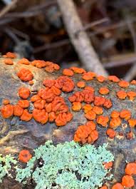 Attēlu rezultāti vaicājumam “Peniophora rufa”