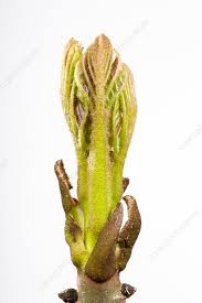 Attēlu rezultāti vaicājumam “Fraxinus excelsior bud”