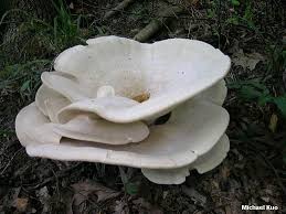 Attēlu rezultāti vaicājumam “Bondarzewia mesenterica”