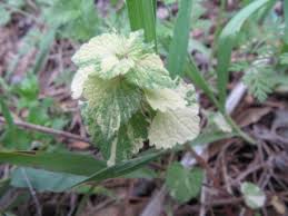Attēlu rezultāti vaicājumam “Lamium purpureum leaf”