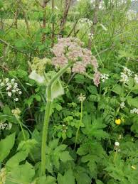 Image result for Heracleum sphondylium