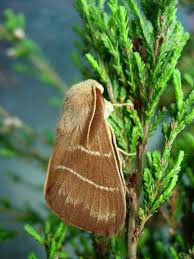 Attēlu rezultāti vaicājumam “Macrothylacia rubi”