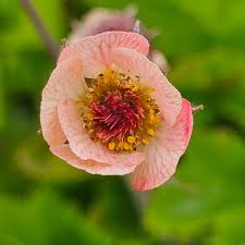 Image result for Geum rivale