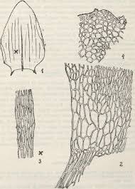 Attēlu rezultāti vaicājumam “Calliergon megalophyllum”