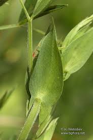 Attēlu rezultāti vaicājumam “Lathyrus pratensis”