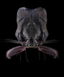 Attēlu rezultāti vaicājumam “Trichia ambigua macro”