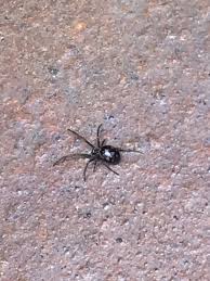 Attēlu rezultāti vaicājumam “Steatoda grossa”