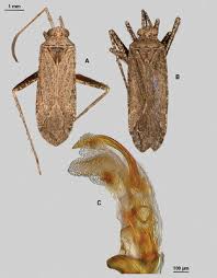 Attēlu rezultāti vaicājumam “Phytocoris sp.”