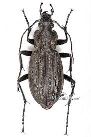 Attēlu rezultāti vaicājumam “Carabus granulatus”