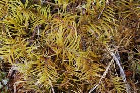 Attēlu rezultāti vaicājumam “Helodium blandowii”