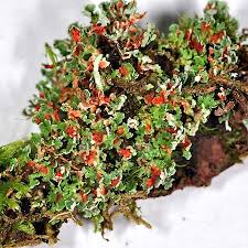 Attēlu rezultāti vaicājumam “Cladonia norvegica”