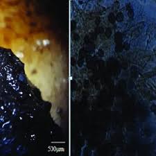 Attēlu rezultāti vaicājumam “Badhamia affinis spores”