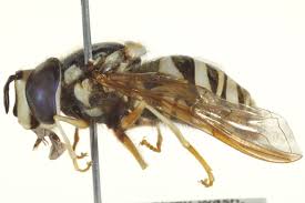 Attēlu rezultāti vaicājumam “Chrysotoxum sp.”