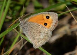 Attēlu rezultāti vaicājumam “Hyponephele lycaon”