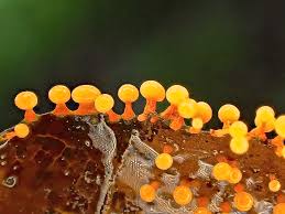 Attēlu rezultāti vaicājumam “Physarum psittacinum young”