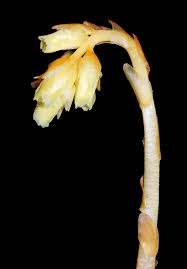 Attēlu rezultāti vaicājumam “Monotropa hypopitys bud”