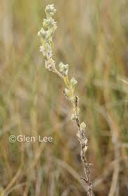 Attēlu rezultāti vaicājumam “Gnaphalium uliginosum leaf”