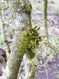 Attēlu rezultāti vaicājumam “Metzgeria violacea”