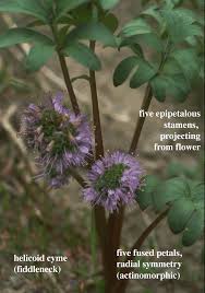 Attēlu rezultāti vaicājumam “Hydrophyllaceae”