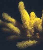 Attēlu rezultāti vaicājumam “Heterotrichia obvelata (syn. Arcyria obvelata) young”