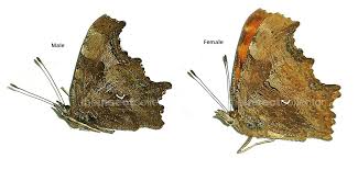 Attēlu rezultāti vaicājumam “Polygonia c-album”