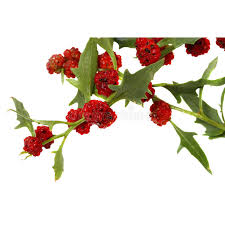 Image result for chenopodium foliosum