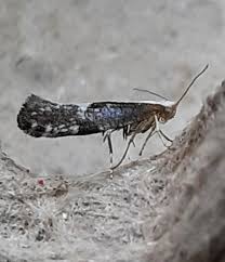 Attēlu rezultāti vaicājumam “Argyresthia spinosella”