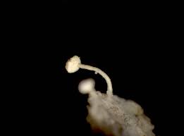 Attēlu rezultāti vaicājumam “Sclerophora pallida”