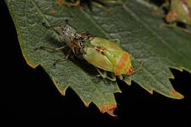 Attēlu rezultāti vaicājumam “Elasmucha grisea imago”