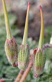 Attēlu rezultāti vaicājumam “Erodium cicutarium bud”