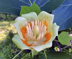 Attēlu rezultāti vaicājumam “Liriodendron tulipifera”