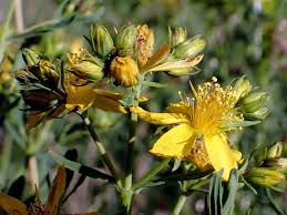 Attēlu rezultāti vaicājumam “Hypericum perforatum fruit”