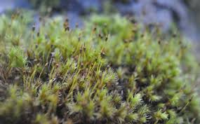 Attēlu rezultāti vaicājumam “Hymenostylium recurvirostrum macro”