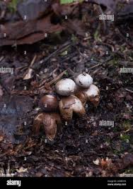 Attēlu rezultāti vaicājumam “Geastrum quadrifidum”