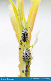 Attēlu rezultāti vaicājumam “Chrysomela vigintipunctata”