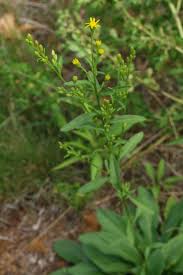 Attēlu rezultāti vaicājumam “Solidago virgaurea”