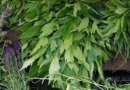 Image result for Liebstöckel